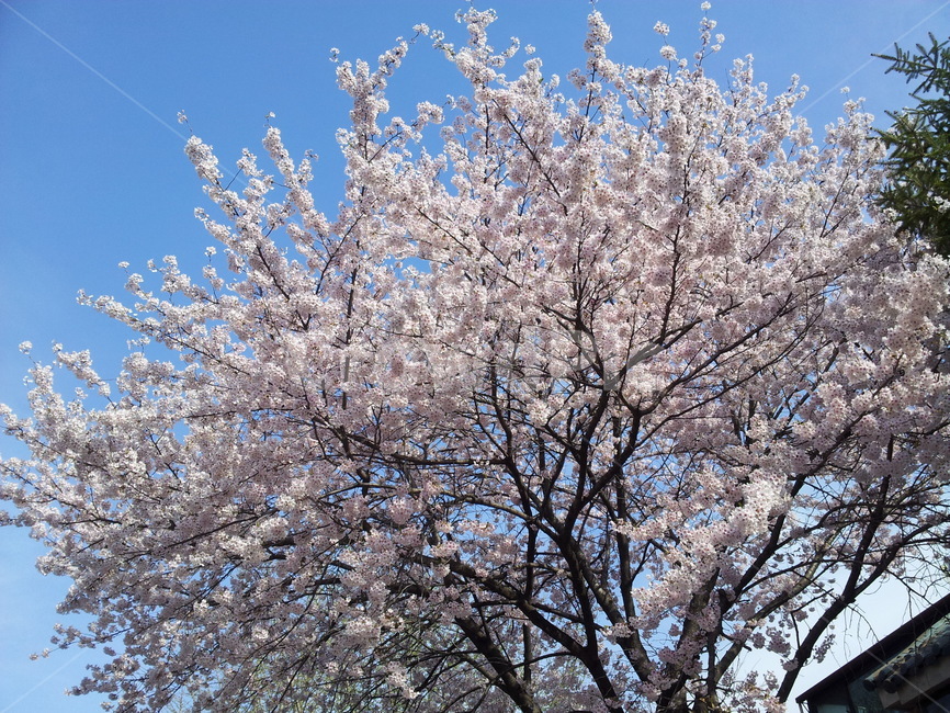 plant,식물,꽃,봄,나들이,축제,구름,하늘,파란하늘,flower