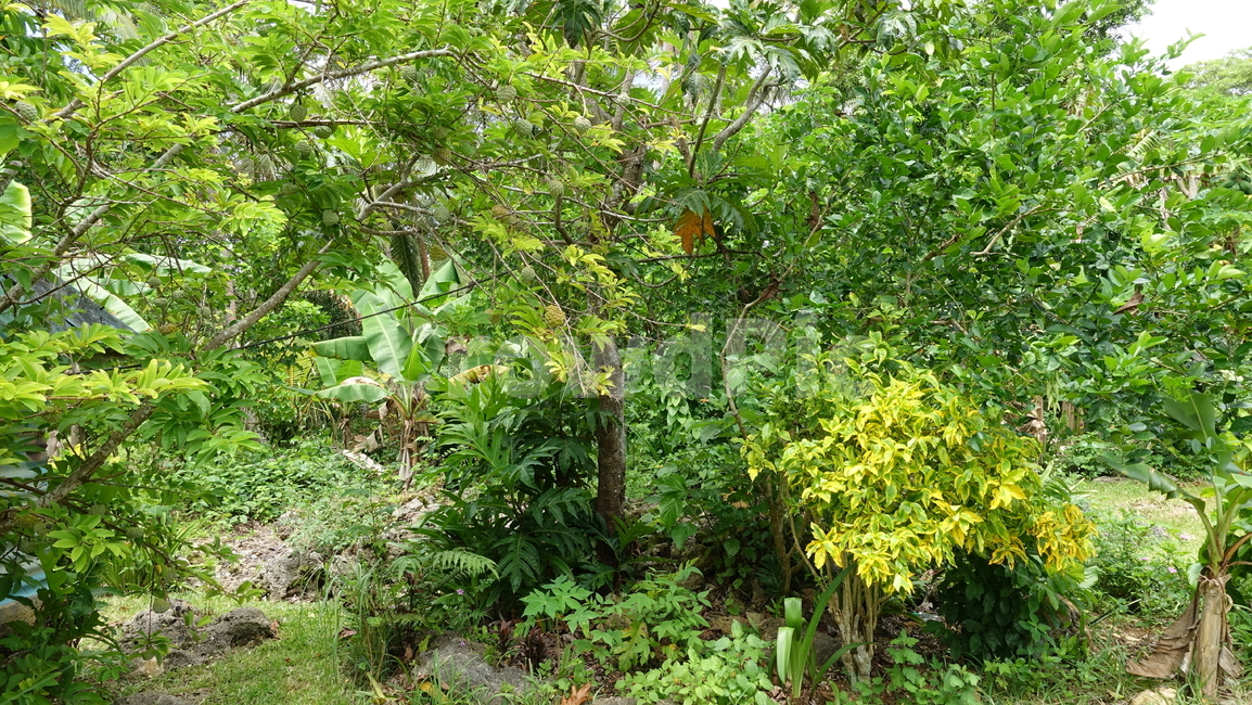 green,초록,자연,nature,plant,식물,수풀