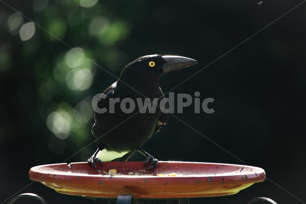 새,까마귀,검은새,와일드라이프,새부리,beak,blackbird,wildlife,동물,animal,조류,새,birds