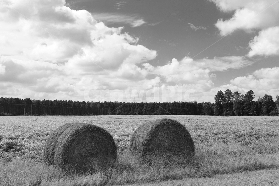 흑백,건초,건초더미,농장,목장,시골,마을,풍경,landscape,country,rural,town,흑백,모노톤,monochrome,black and white,산업,industry,industrial,농업,농사,agriculture,farming,farming industry