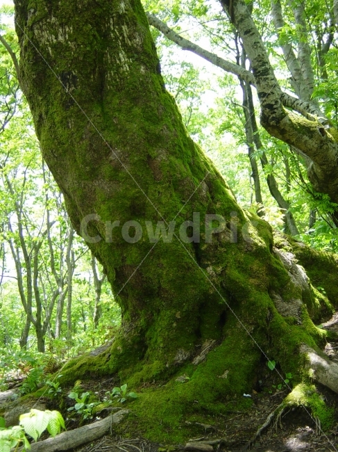 울릉도,거목,큰나무,이끼,고목,원시림,자연,식물,자연,plants,nature,나무,trees,wood