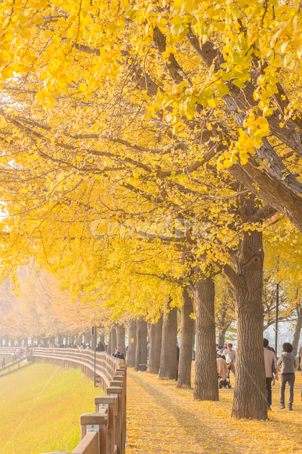 은행나무,은행잎,가을,자연,autumn,fall,ginkgo,yellow,은행,가을,계절,fall,autumn,season,자연,풍경,nature,landscape,사람들,대중,군중,other people,crowd,tree,나무,plant,식물,tree trunk,나무 줄기