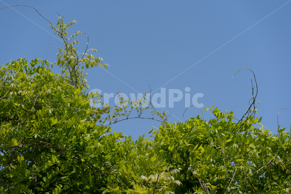 plant,식물,leaf,잎,나무,하늘,자연,풍경,tree,sky,자연,풍경,nature,landscape