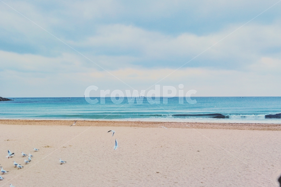 동해,바다,해안가,하늘,여행,백사장,동해바다,휴가,자연,풍경,nature,landscape,해변,바다,beach,sea,동물,animal,조류,새,birds,감성,sensible,feeling,water,물,ocean,대양,outdoors,옥외,shoreline,해안선,land,땅
