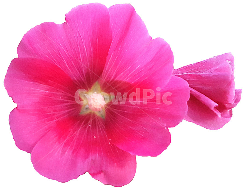 flower,꽃,식물,plant,접시꽃