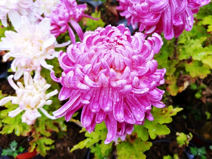 국화,가을,분홍,꽃,분홍국화,대국,flower