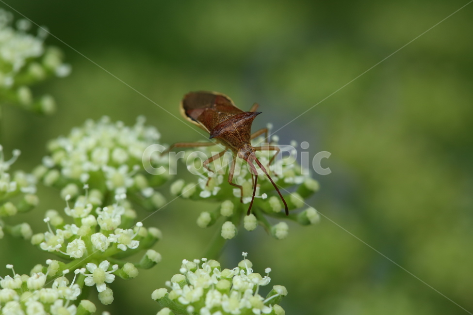 꽃,곤충,flower,insect,bug,서울숲,식물,자연,plants,nature,꽃,flower,동물,animal,곤충,벌레,insect,bug