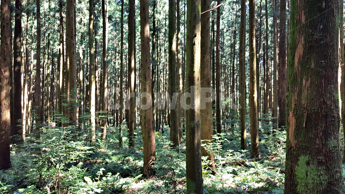 숲,나무,tree,자연,옥외,식물,plant