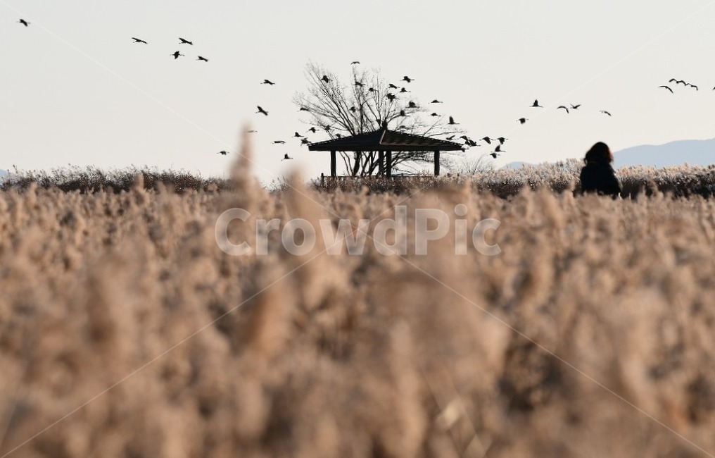 자연,옥외,동물,새,날다,갈대,가을,계절,fall,autumn,season