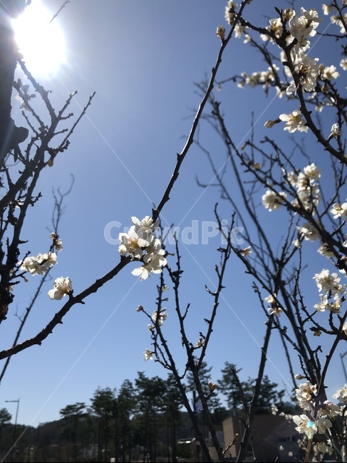 벚꽃,봄,flower,꽃,나무,plant,식물,cherryblossoms,하늘,푸른하늘,sky