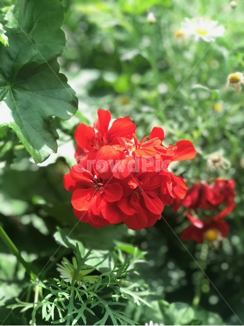 싱그러움,꽃,빨간꽃,풀잎,flower,봄,계절,spring,season,식물,자연,plants,nature,꽃,flower,geranium,제라늄,blossom,plant