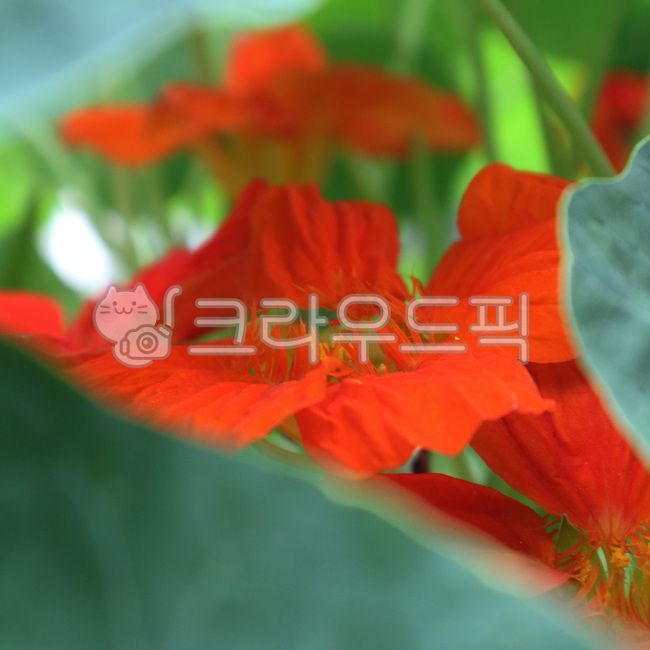 한련화,주황색꽃,둥근잎,flower,blossom,leaf