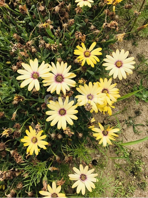 플라워,꽃,자연,flower,식물