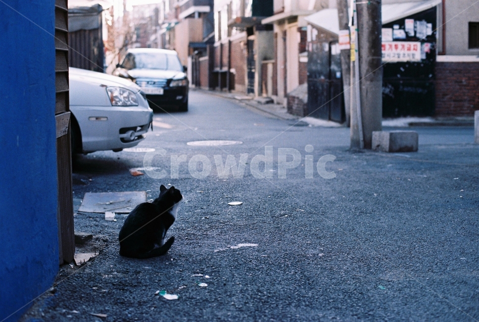 필름사진,고양이,길냥이,골목,길고양이,도시,풍경,city,landscape,한국도시풍경,한국도시경관,korea cityscape,골목길,alley,동물,animal,포유류,mammal,고양이,cat,kitten,kitty,감성,sensible,feeling,vehicle,차량,transportation,교통,automobile,자동차,car,차,asphalt,아스팔트