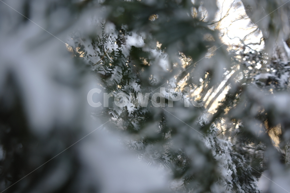 한라산자연,한라산겨울,나무눈꽃,자연,겨울나무,제주도,제주시,겨울,계절,winter,season