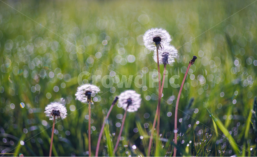 아침,이슬,봄빛,민들레,홀씨,식물,자연,plants,nature