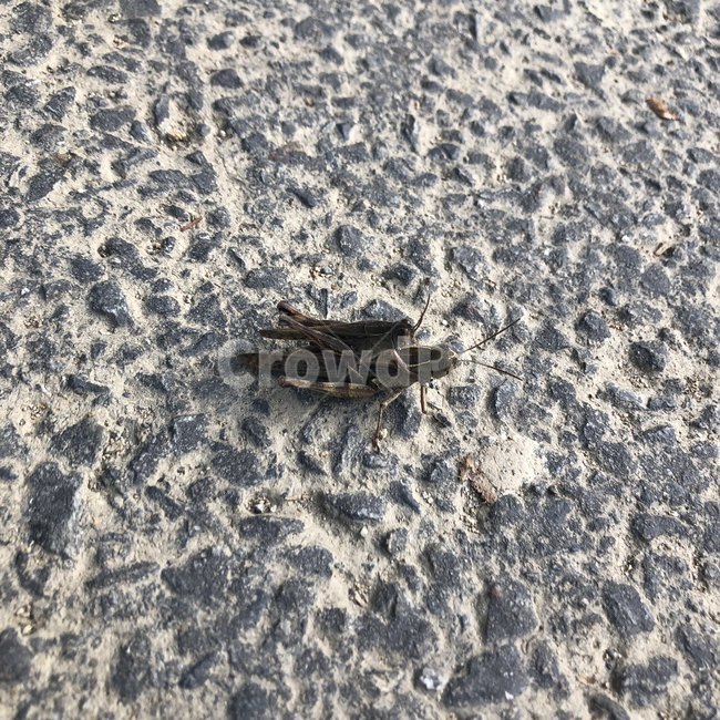 귀뚜라미,귀뚜라미짝짓기,짝짓기,곤충,벌레,자연,동물,animal,곤충,벌레,insect,bug