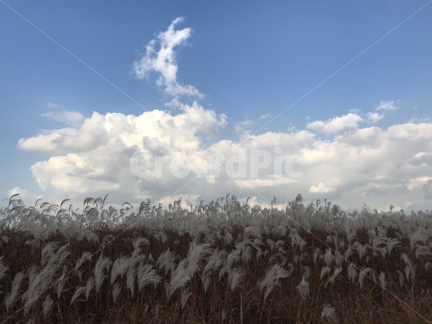 갈대,억새,가을,억새풀,갈대밭,fall,autumn,억새밭,순천,순천만,순천만정원,순천만국가정원,정원,국가정원,하늘,구름,풍경,자연,nature,가을,계절,fall,autumn,season,grass,잔디,plant,식물,lawn
