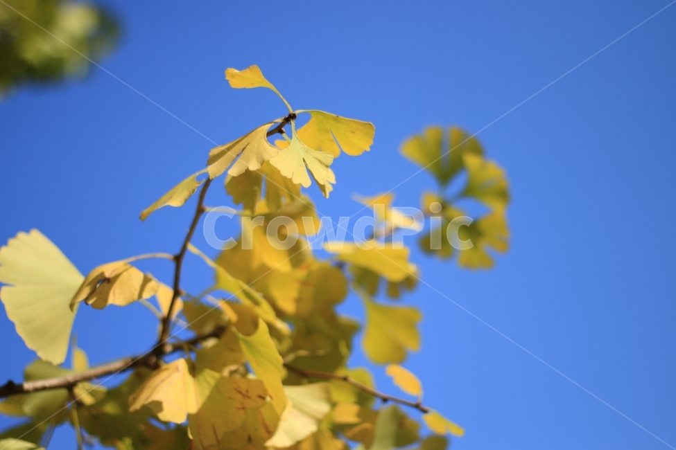 가을하늘,낙엽,노랑,가을단풍,파란하늘,하늘,나무,sky,tree,fall,은행나무,가을,계절,fall,autumn,season,식물,자연,plants,nature,leaf,잎,plant