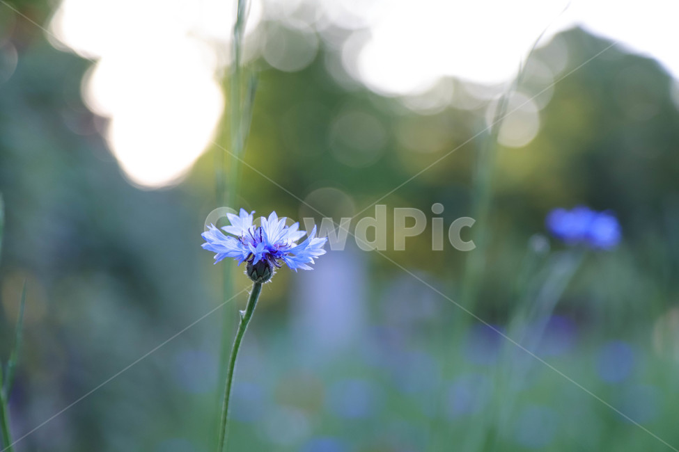 봄,봄날,봄꽃,수레국화,꽃,역광,보라색,계절,예쁜,아름다운,배경,식물,spring,flowers,beautiful,season