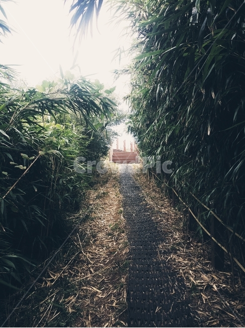비양도,나무길,숲길,등산,제주도,계단길,자연,풍경,nature,landscape,outdoors,옥외
