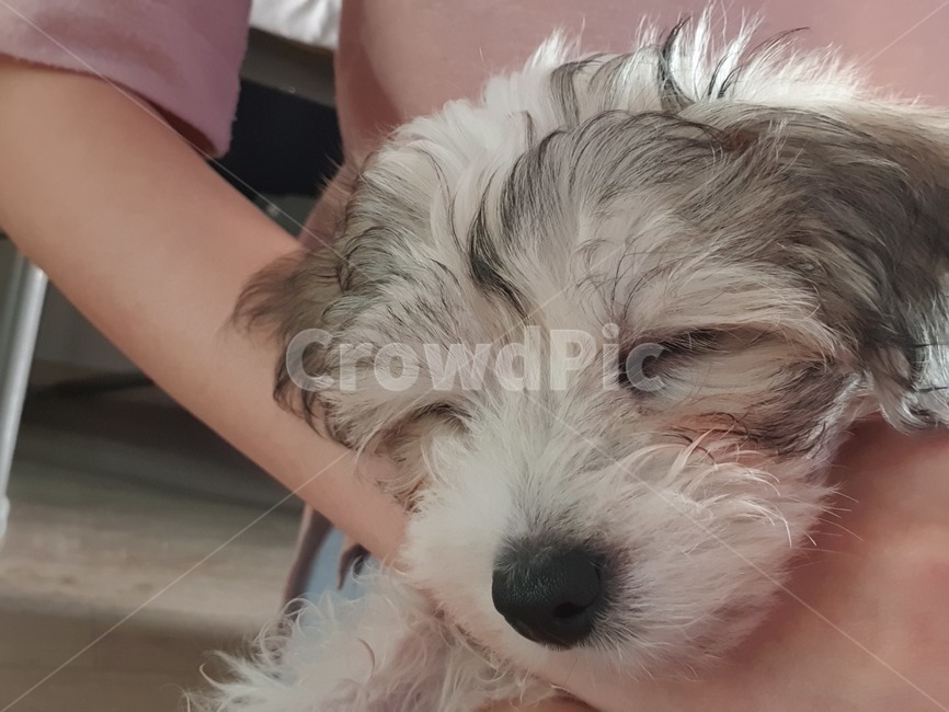 강아지,개,동물,자는개,자는강아지,sleepdog,puppy,반려동물