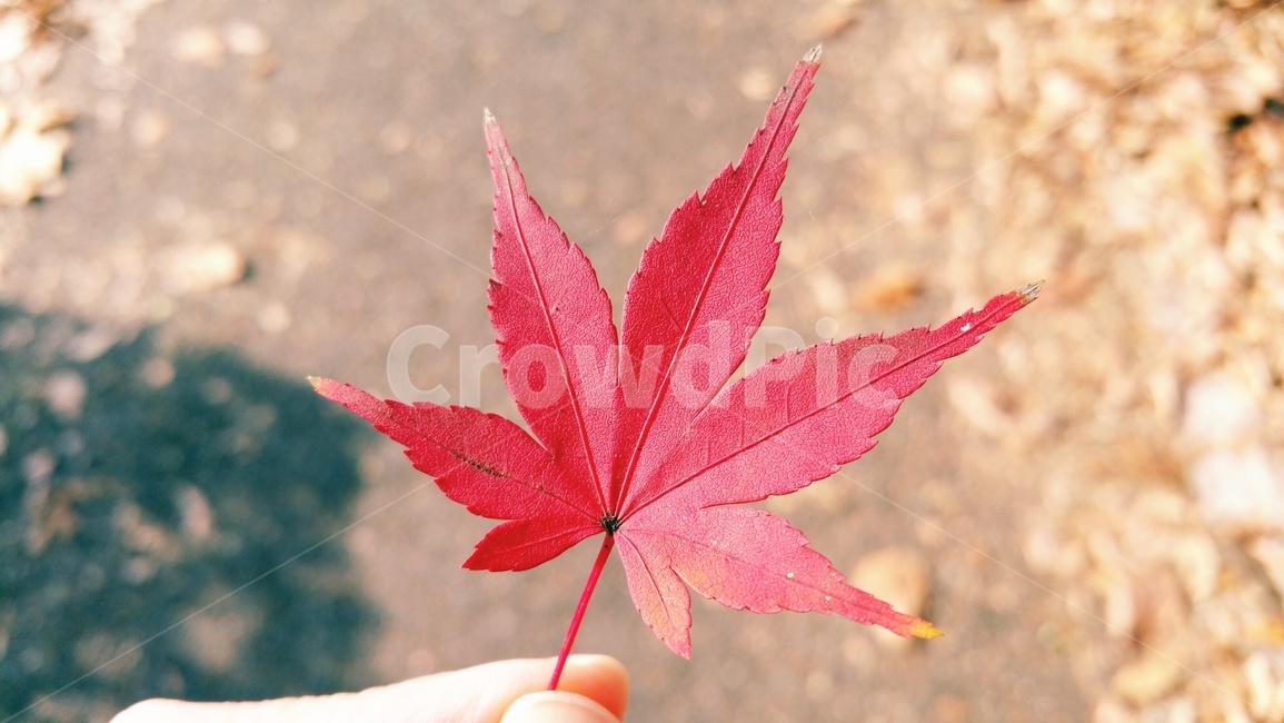 단풍,단풍잎,가을,낙엽,식물,나무,leaf,tree,maple,fall,autumn