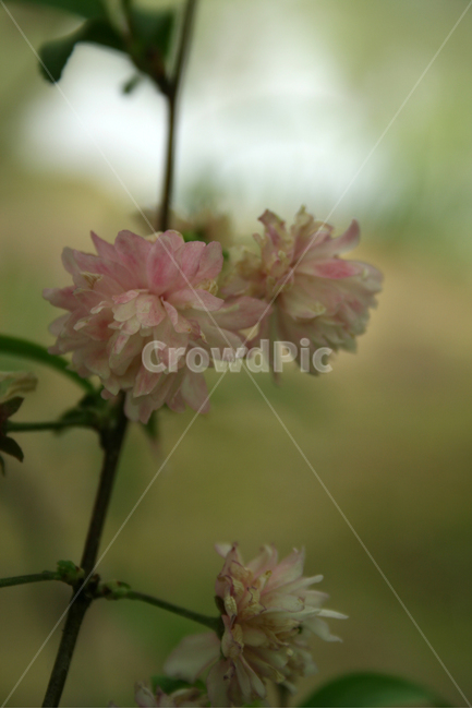 식물,flower,꽃,분홍꽃,분홍색,식물,자연,plants,nature,꽃,flower
