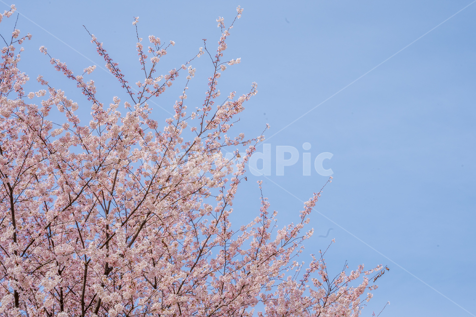 벚꽃,봄,핑크,꽃,풍경,식물,나무,벚꽃나무,꽃놀이,계절,season,wood,plant,nature,자연,landscape,flower,flowers,pink,spring,blossom,sherryblossom,하늘,봄,계절,spring,season,식물,자연,plants,nature,꽃,flower