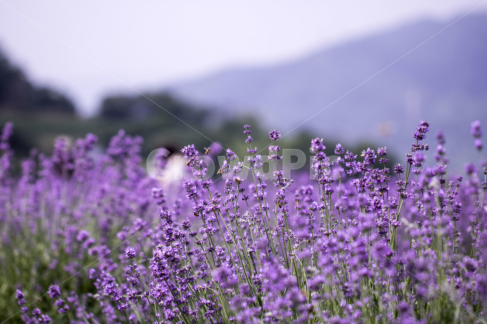 라벤더,꽃,식물,잎,보라색,배경,백그라운드,줄기,바이올렛,라벤다,식물,자연,plants,nature,꽃,flower