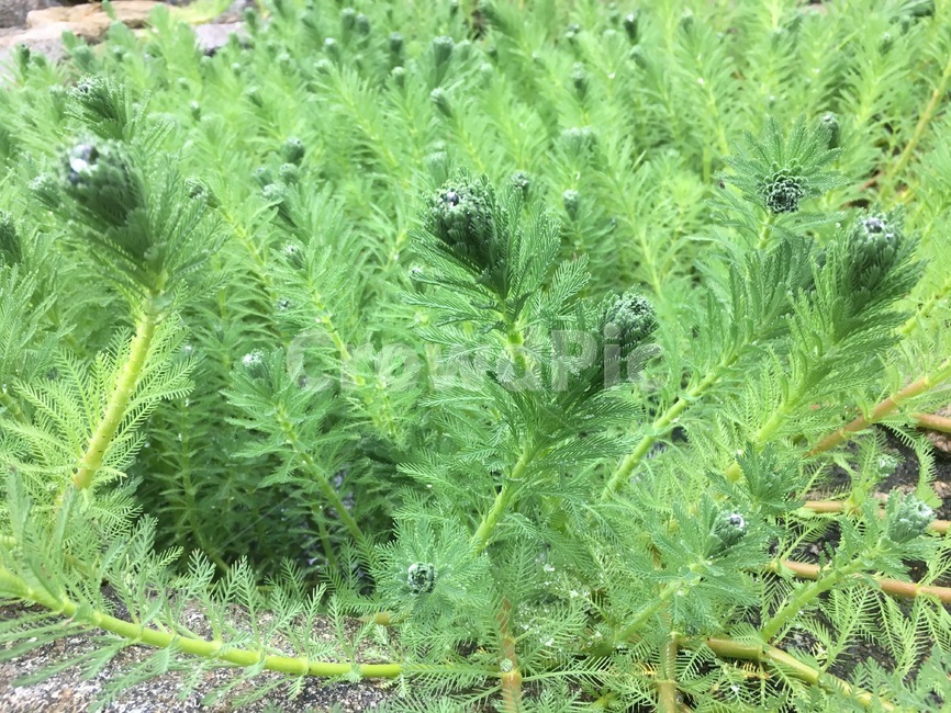 plant,식물,tree,나무,conifer,구과식물,이슬,이슬맺힌,식물,자연,plants,nature