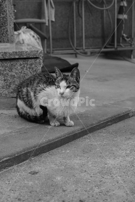 길고양이,고양이,흑백,cat,길냥이,동물,동물,animal,포유류,mammal,고양이,cat,kitten,kitty,흑백,모노톤,monochrome,black and white
