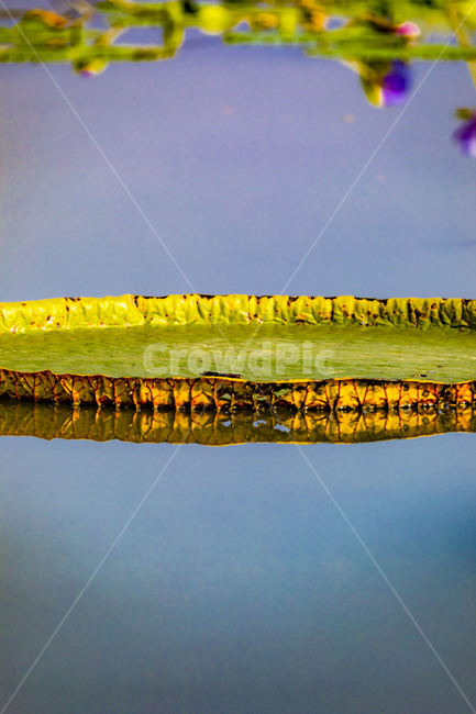 빅토리아연꽃,문양,습지,수상식물,반영,자연,관곡지,연꽃,부엽식물,큰가시연꽃,식물,자연,plants,nature