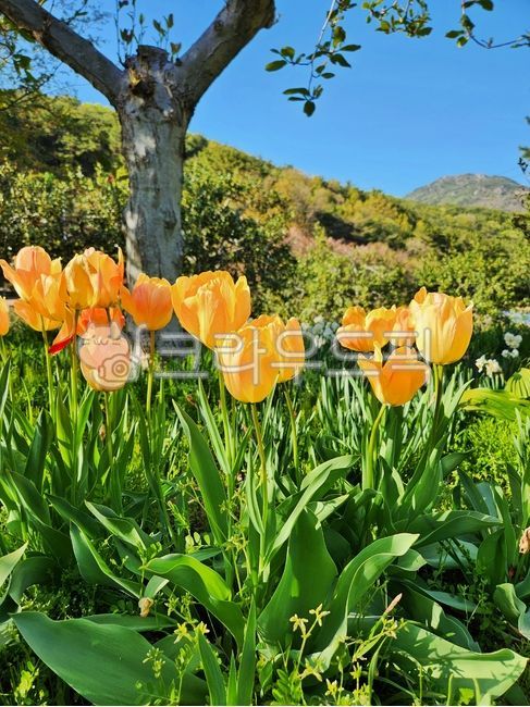 튤립,노란튤립,봄꽃,꽃,노란꽃,flower