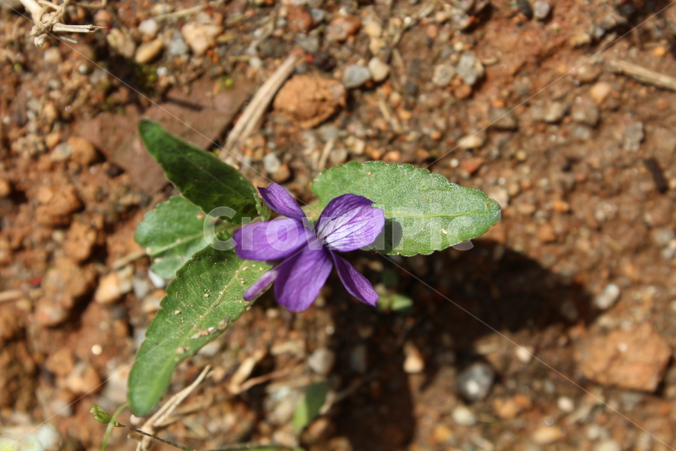 제비꽃,식물,자연,풀꽃,봄,보라꽃색,식물,자연,plants,nature,꽃,flower