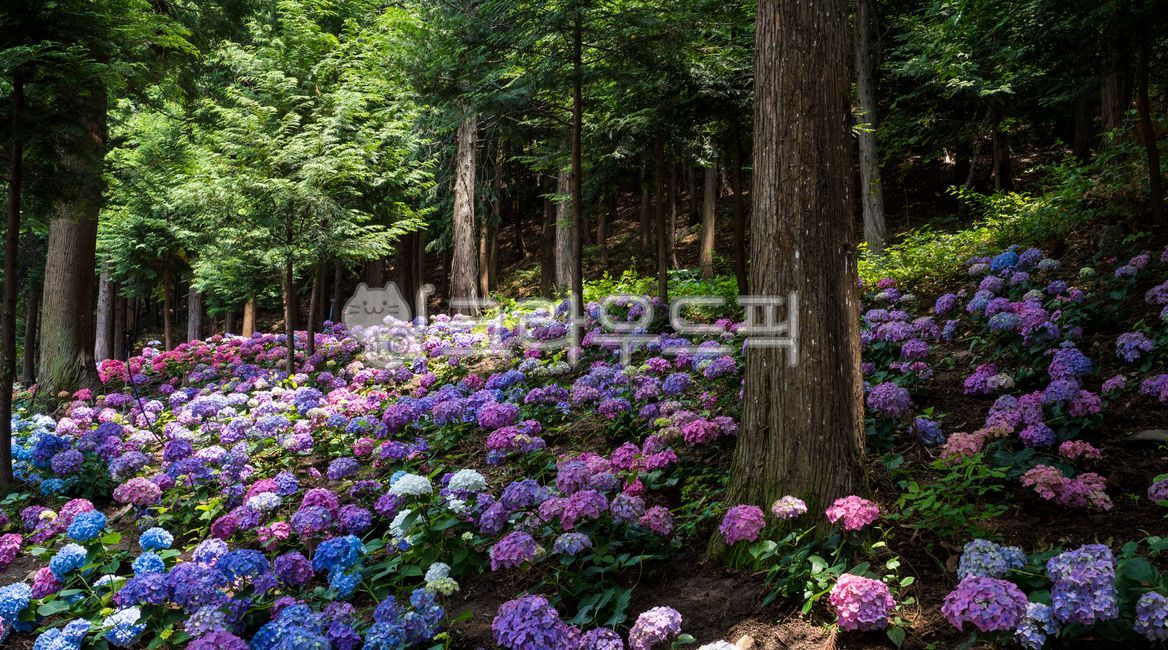 수국꽃,편백나무숲,꽃,꽃잎,수국,편백숲,윤제림,푸른숲,자연,풍경,가로,식물,산,비탈진,산비탈,녹색,나무,경치,빛,햇빛,여름,아름다운,꽃밭,꽃봉오리,맑은공기,아침,푸른,계절,언덕,한가로운,만개,꽃동산,공원,힐링,초목,vegetation,삼림지,woodland,nature,outdoors,옥외,숲,forest,grove,작은숲