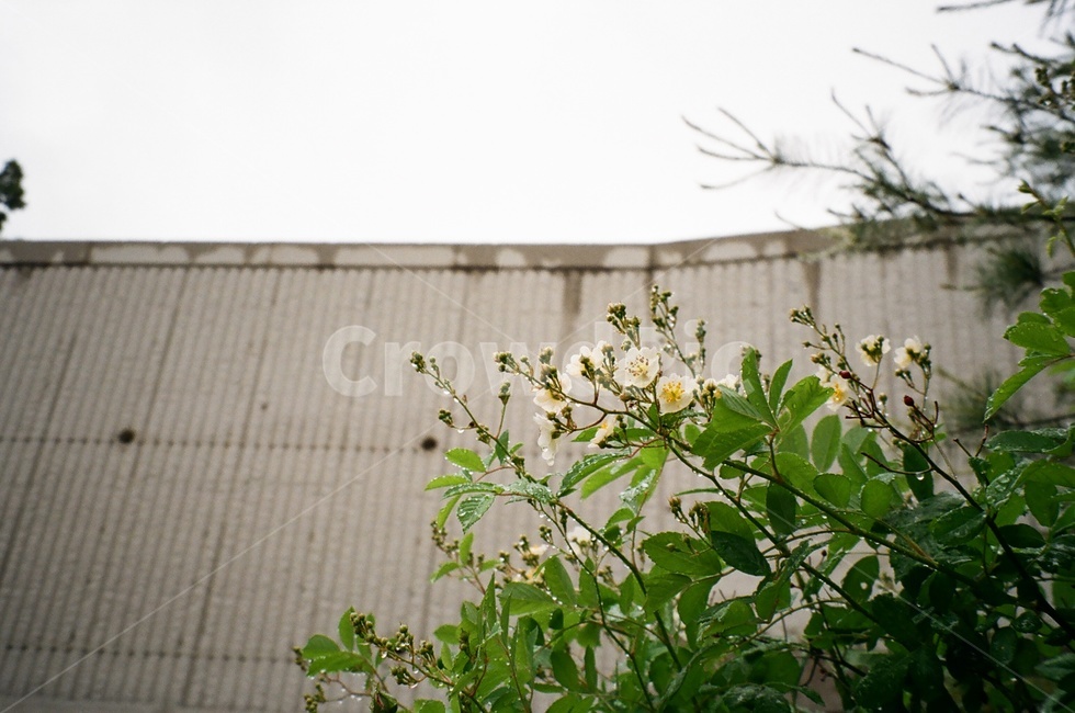 꽃나무,꽃,나무,빗방울,비,자연,잎,잎사귀,필름,필름사진,아날로그,아날로그사진,꽃망울,여름,봄,초록,푸름,푸르름