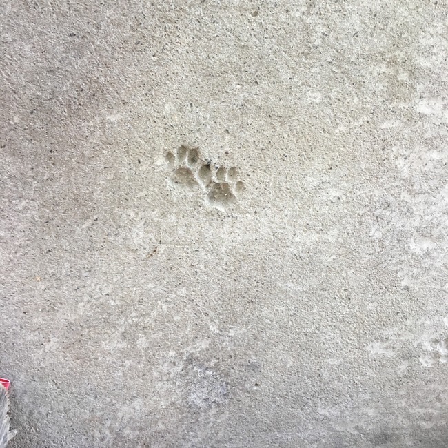 발자국,시멘트,강아지,귀여운,회색,그레이,발자취,발모양,발,foot,dog,puppy,감성,감성사진