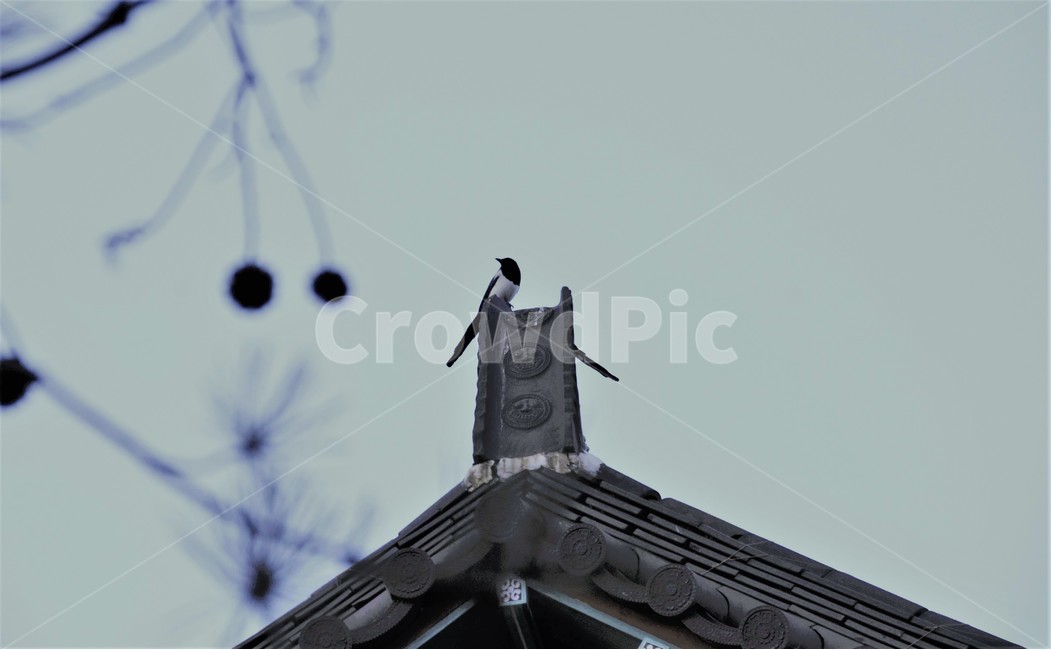 까치,기와,봄,따뜻함,감성,한국전통,한국문화,korean traditional,korean culture,동물,animal,조류,새,birds