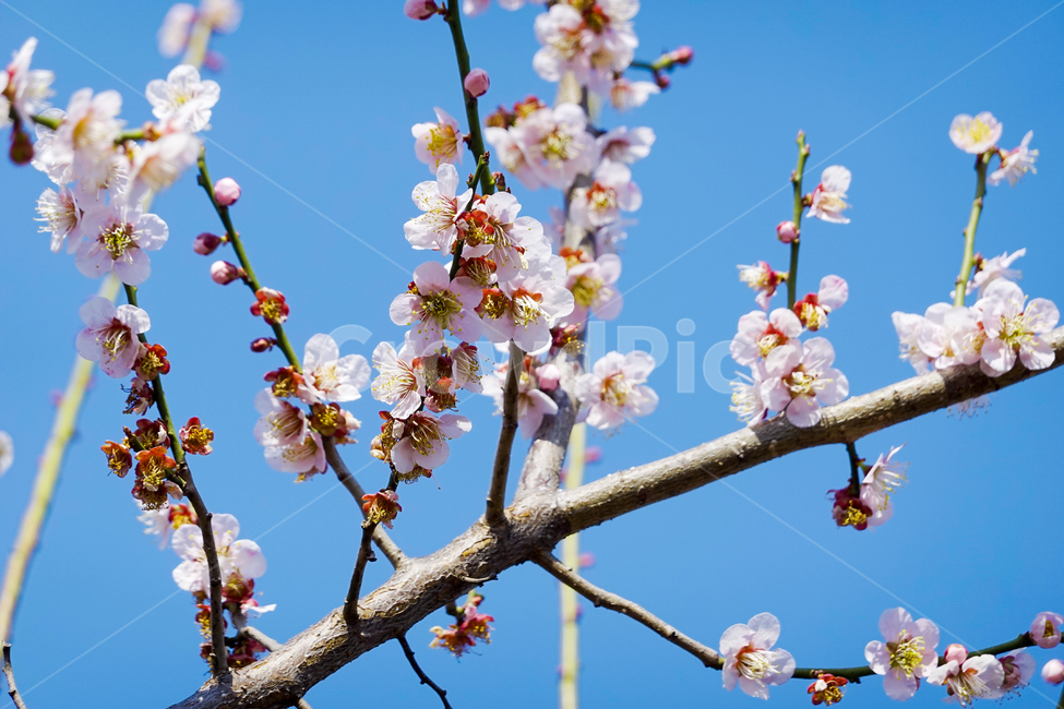 plant,식물,blossom,꽃,flower,매화,매화축제,감성사진,식물,자연,plants,nature,꽃,flower