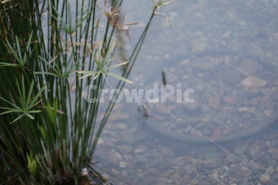 연못,풀,식물,호수,자연,자갈,개울가,연못가,잡초,정원,nature,outdoors,옥외,land,plant,water,물