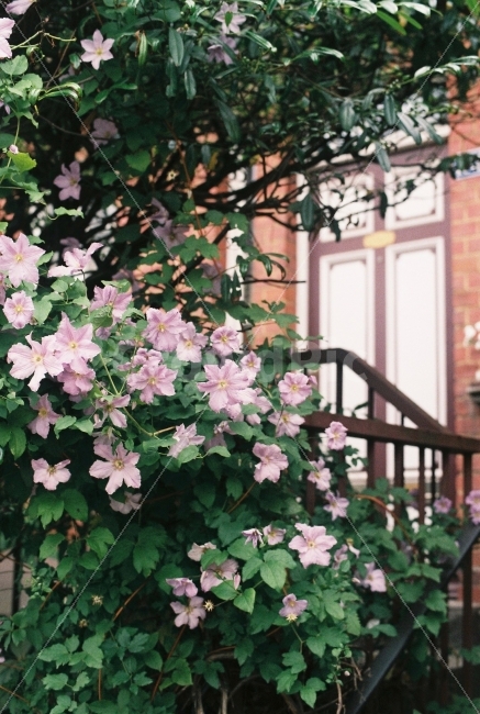 식물,꽃,자연,풀,나무,식물,자연,plants,nature,꽃,flower,감성,sensible,feeling
