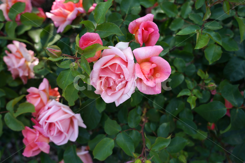 꽃,식물,장미,분홍장미,장미꽃,flower,blossom,plant,rose,식물,자연,plants,nature,꽃,flower