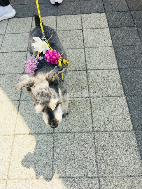 슈나우져,강아지,꽃개,꽃놀이,개,동물,animal,포유류,mammal,개,강아지,dog,doggy