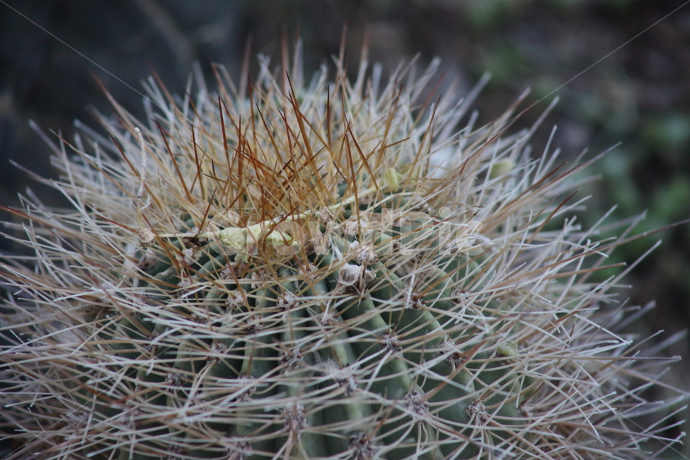 공선인장,선인장,식물,온실,cactus,식물,자연,plants,nature