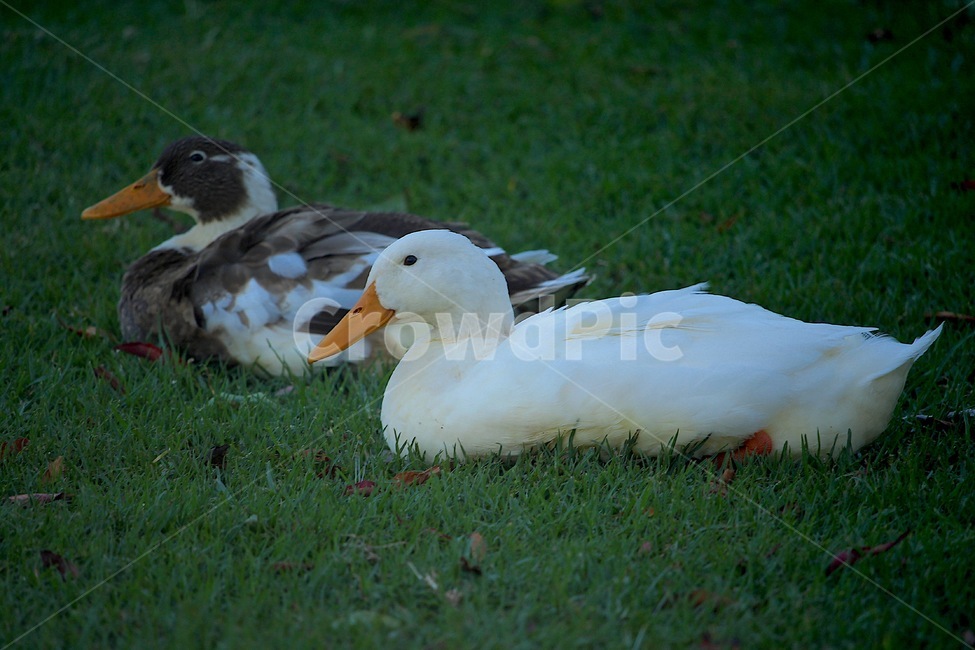 오리,흰색오리,자연,동물,동물피사체,물속에오리,duck,whiteduck,nature,animal,동물,animal,조류,새,birds