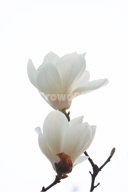 감성사진,목련,자연,색감,봄,봄,계절,spring,season,식물,자연,plants,nature,꽃,flower,누끼,remove background,plant,blossom,petal,꽃잎