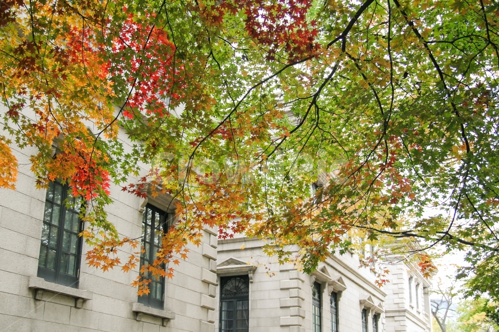 가을,감성사진,단풍나무,은행나무,계절사진,korea,seoul,fall,autumn,풍경,자연,식물,덕수궁,가을,계절,fall,autumn,season,한국전통,한국문화,korean traditional,korean culture,랜드마크,landmark,tourist attraction,한국랜드마크,한국관광지,한국명소,korea landmark,korea tourist attraction,식물,자연,plants,nature,건축물,건물외관,exterior,building,structure,architecture,construction,plant,tree,나무