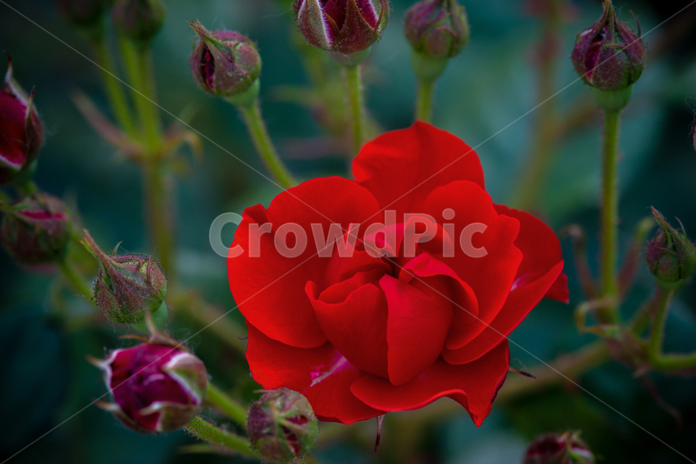 장미꽃,꽃,열정,여름,식물,아름다움,식물,자연,plants,nature,꽃,flower