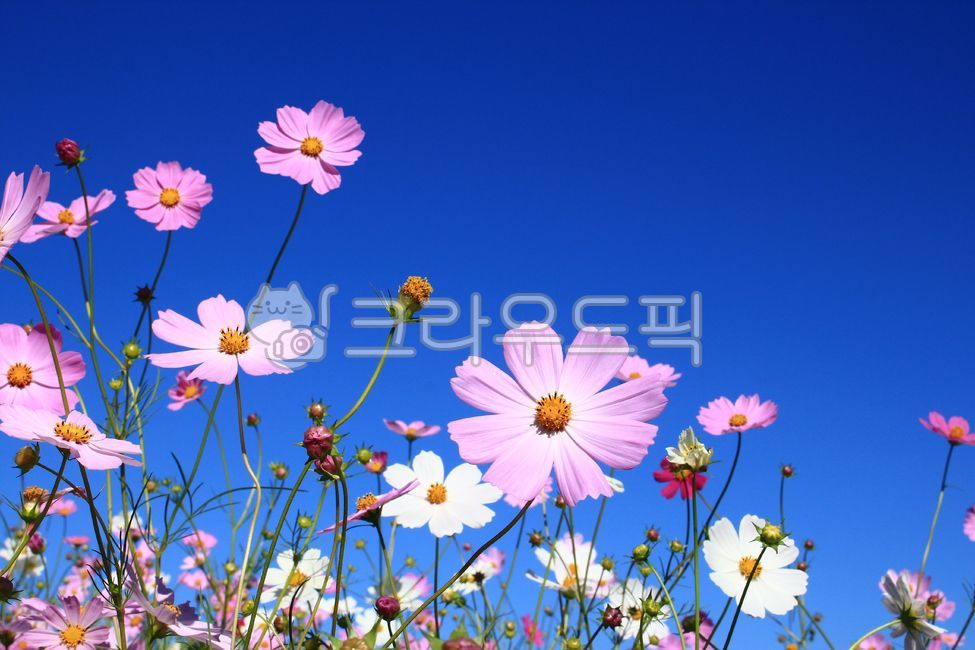 코스모스,코스모스꽃,꽃배경,자연감성,꽃감성,꽃군락